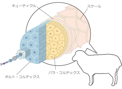 断熱材　ウールブレスのウール繊維の多重構造の説明図