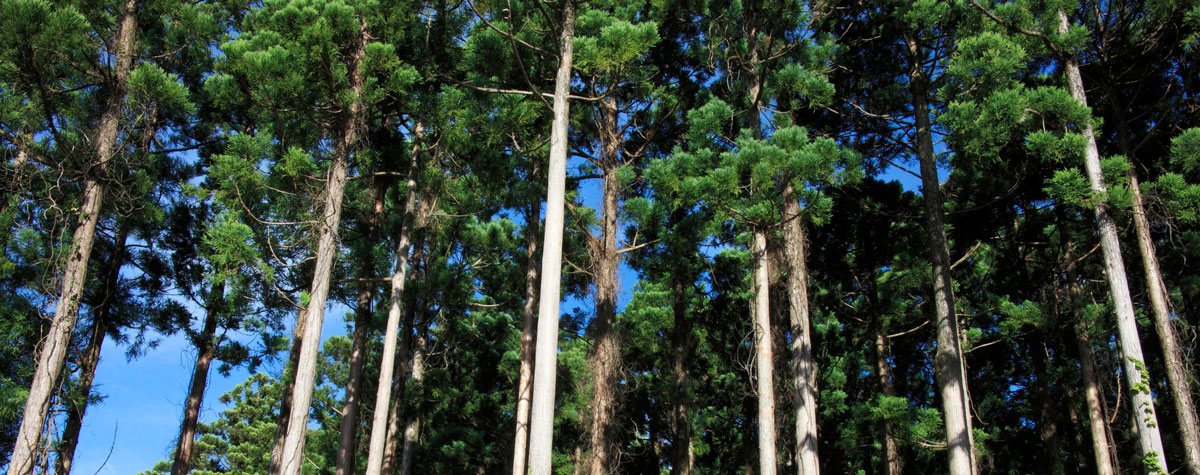 屋久島の地杉の写真